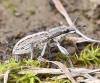 Charagmus intermedius